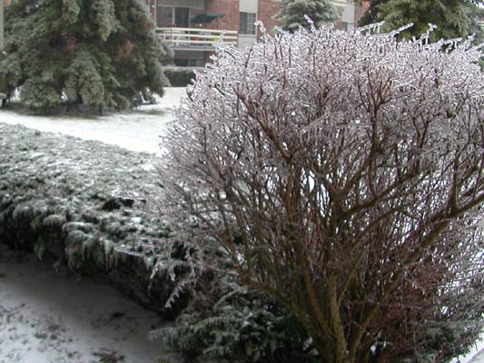 Ice covered bushes