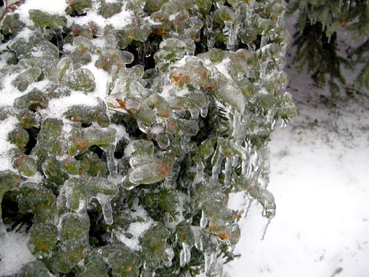 Ice covered bush (close up)