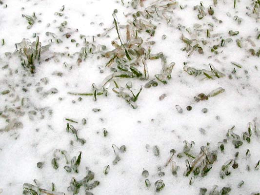 Ice covered grass
