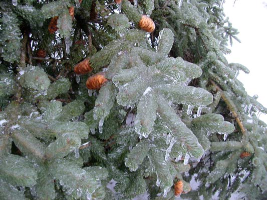 Ice covered pine tree